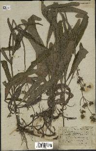spécimen de Sonchus maritimus