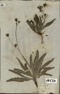 spécimen de Sonchus maritimus