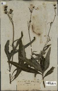 spécimen de Sonchus maritimus