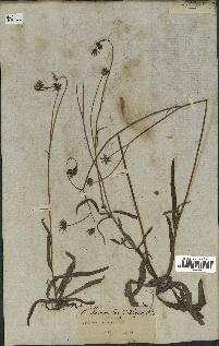 spécimen de Sonchus maritimus