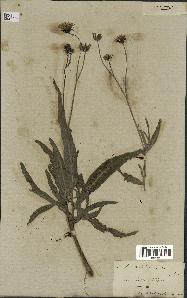 spécimen de Sonchus maritimus