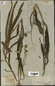 spécimen de Sonchus maritimus