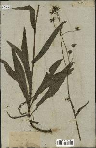 spécimen de Sonchus maritimus
