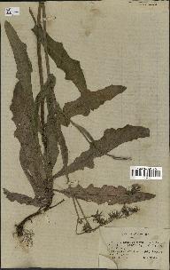 spécimen de Sonchus maritimus