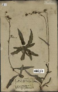 spécimen de Sonchus maritimus