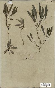 spécimen de Sonchus maritimus
