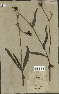 spécimen de Sonchus maritimus