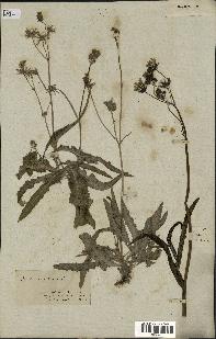 spécimen de Sonchus maritimus
