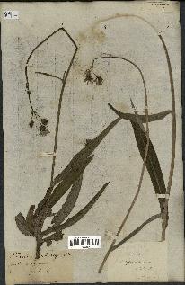 spécimen de Sonchus maritimus