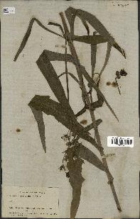 spécimen de Sonchus maritimus