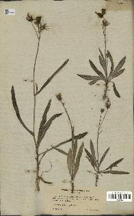 spécimen de Sonchus maritimus