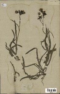 spécimen de Sonchus maritimus