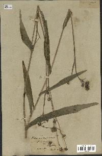 spécimen de Sonchus maritimus