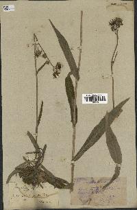 spécimen de Sonchus maritimus