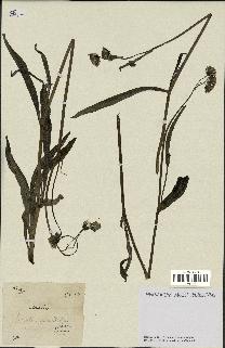 spécimen de Sonchus maritimus