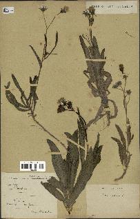 spécimen de Sonchus maritimus