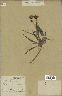 spécimen de Sonchus maritimus