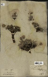 spécimen de Scorzonera pygmaea
