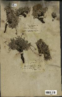 spécimen de Scorzonera pygmaea