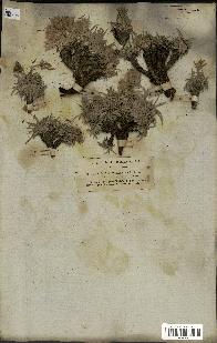 spécimen de Scorzonera pygmaea