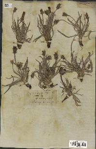 spécimen de Scorzonera pygmaea