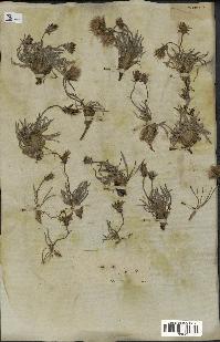 spécimen de Scorzonera pygmaea