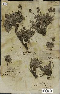 spécimen de Scorzonera pygmaea