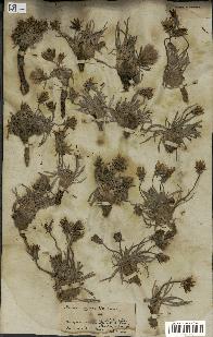 spécimen de Scorzonera pygmaea