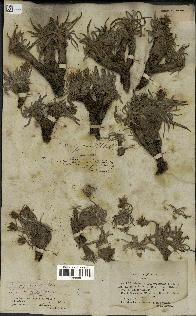 spécimen de Scorzonera pygmaea