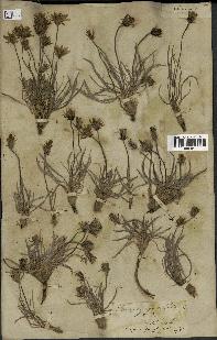 spécimen de Scorzonera pygmaea