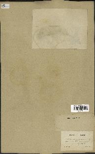 spécimen de Scorzonera pygmaea