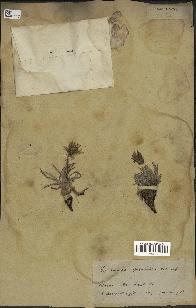 spécimen de Scorzonera pygmaea