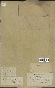 spécimen de Scorzonera pygmaea