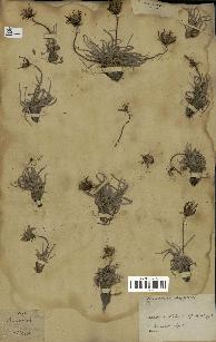 spécimen de Scorzonera pygmaea
