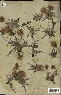 spécimen de Scorzonera pygmaea
