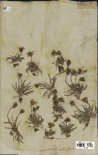 spécimen de Scorzonera pygmaea