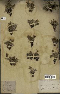 spécimen de Scorzonera pygmaea