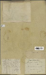 spécimen de Scorzonera pygmaea