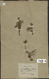 spécimen de Scorzonera pygmaea