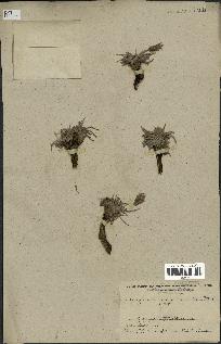 spécimen de Scorzonera pygmaea