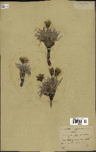 spécimen de Scorzonera pygmaea