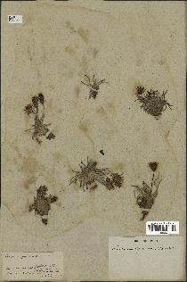 spécimen de Scorzonera pygmaea