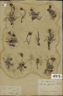spécimen de Scorzonera pygmaea