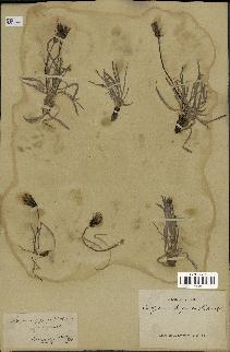 spécimen de Scorzonera pygmaea