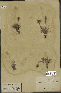 spécimen de Scorzonera pygmaea