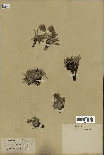 spécimen de Scorzonera pygmaea