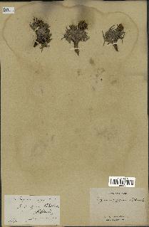 spécimen de Scorzonera pygmaea