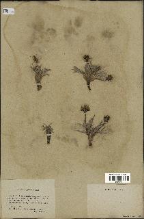 spécimen de Scorzonera pygmaea