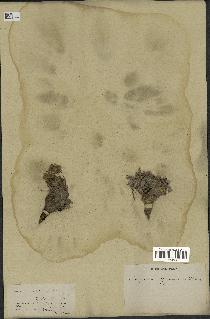 spécimen de Scorzonera pygmaea