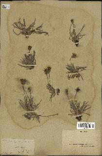 spécimen de Scorzonera pygmaea